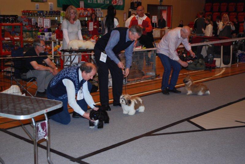 SHih Tzu Danmark